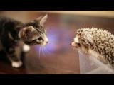 Kočka a ježek