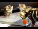 Koťata hrají vodní pólo