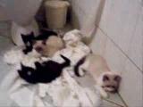 Kočky a toaletní papír