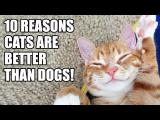 10 důvodů proč jsou kočky lepší než psi