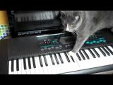 Kočka a klávesy