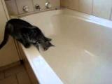 Kočka, která spadla do vany
