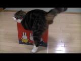 Kočka, která vleze do každé krabice