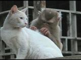 Kočka a opice
