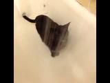 Kočka pije ze sprchy