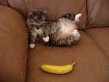 Kočka vs banán