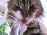 Kočka, která mluví, když pije