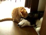 Kočka čistí spícího psa
