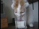 Kočka pije ze sklenice