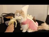 Kočka konzumuje banán