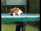 Kočka na trampolíně