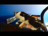 Kočka a klavír
