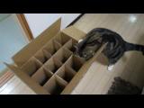 Krabice, do které se kočka nevejde