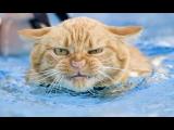 Kompilace koček ve vodě