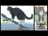 Skateboard kočka