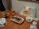 Velmi způsobná kočka u večeře