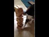 Kočka hraje Jenga