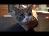 Kočka a papírová krabice