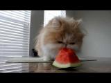 Kočka závislá na konzumaci melounu