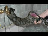 Kočky, které se nechtějí koupat