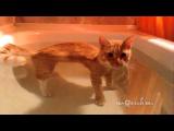 Kočka stojí ve vodě