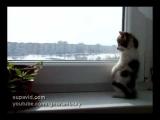 Kočka dívající se z okna