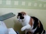 Kočka a tiskárna