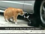 Kočičí hádka