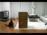 Kočka a velká krabice