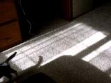 Kočka a její vlastní stín