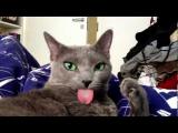 Kočka s vyplazeným jazykem
