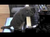 CATcerto, piano kočka